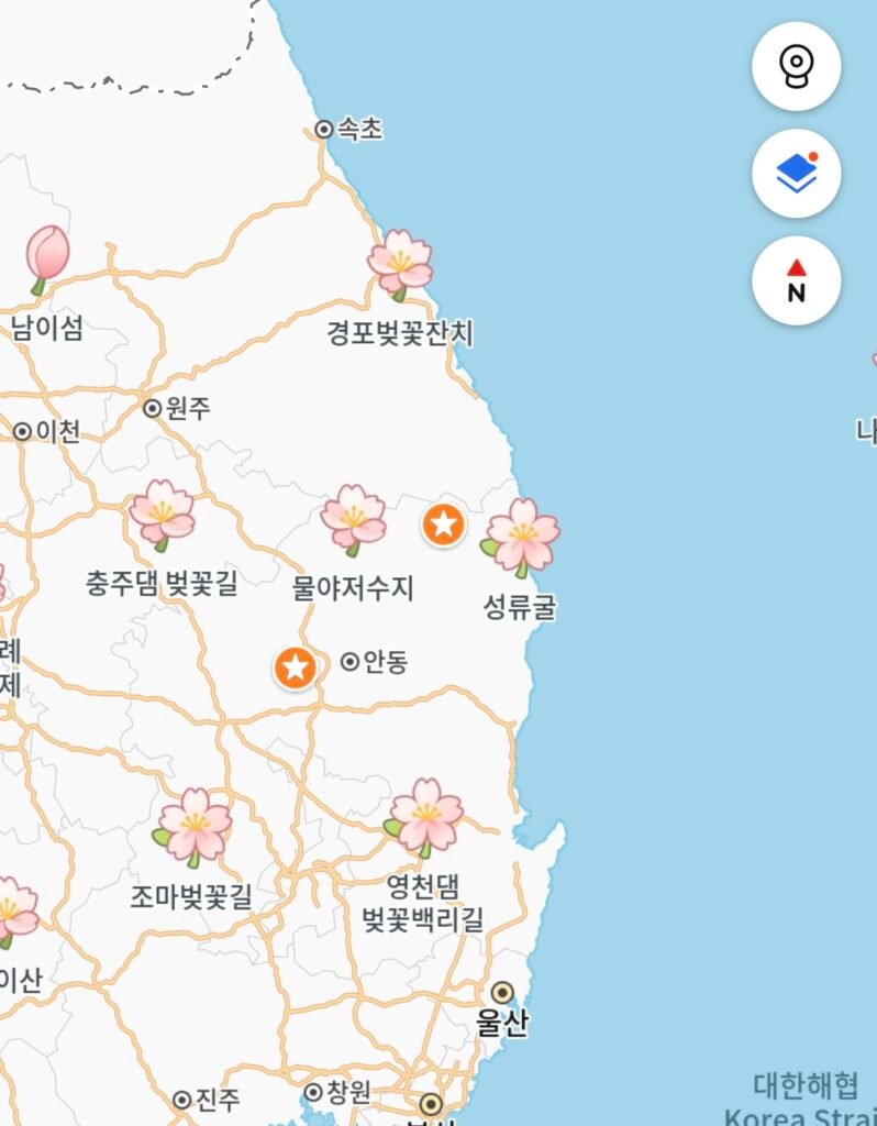 Checking cherry blossom blooming spots on KakaoMap for spring cycling in Korea